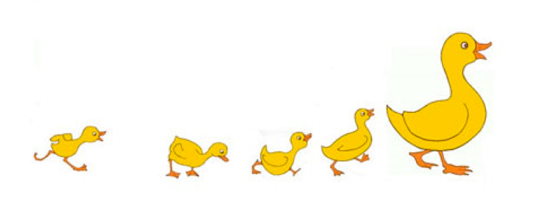 Duckling Picture1